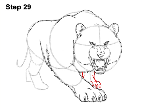 500x386 How To Draw A Tiger Roaring