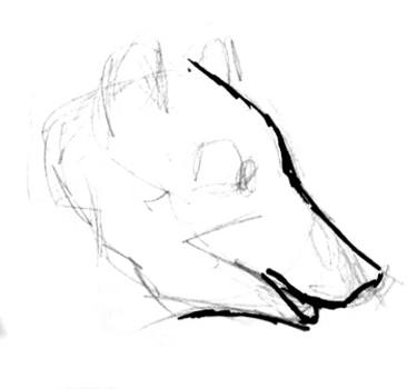 366x350 How To Draw A Head And Face Of A Bear