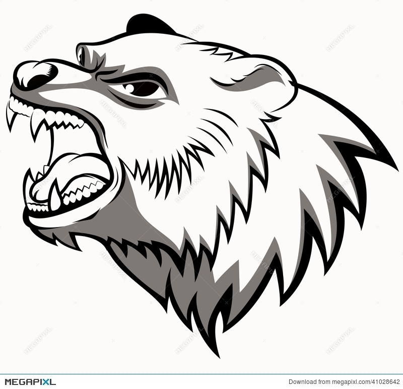 800x771 Bear Head Art Illustration 41028642
