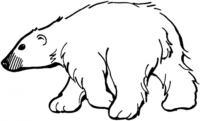 700x426 Polar Bear Outline Polar Bear Bear Clipart Outline Clipartandscrap