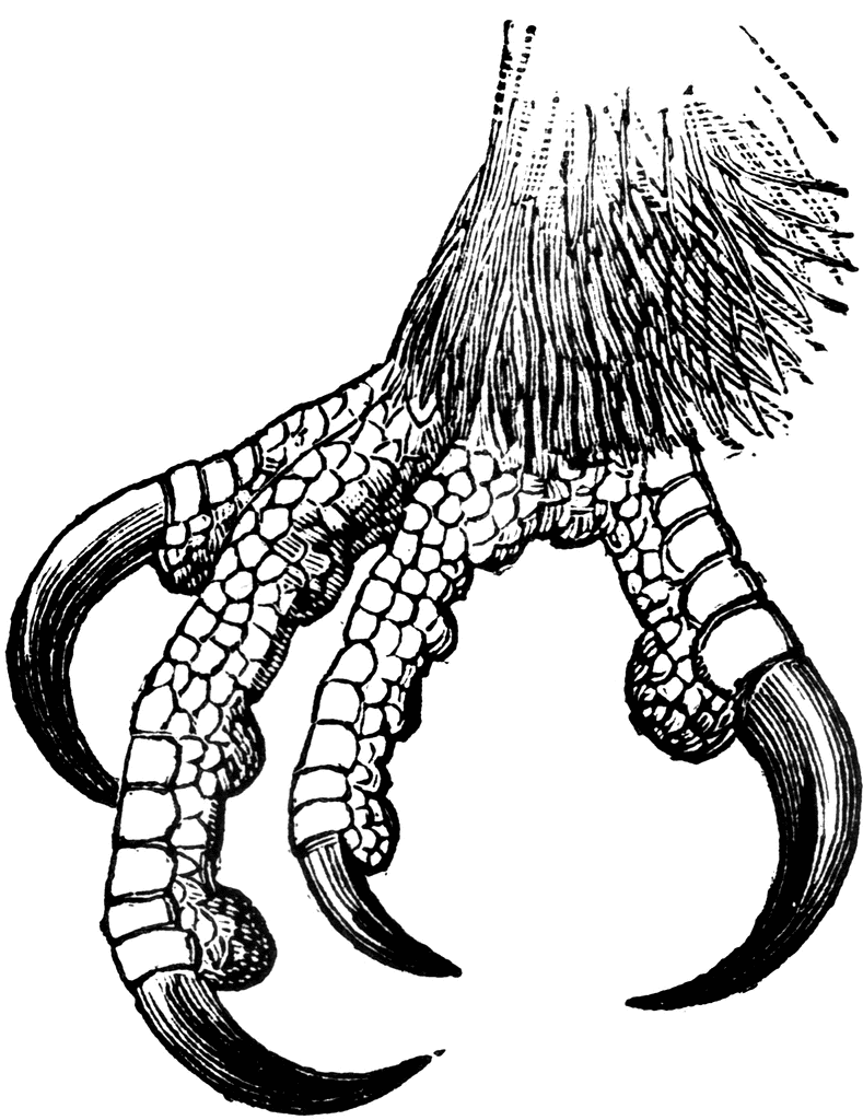 789x1024 Claw Clipart