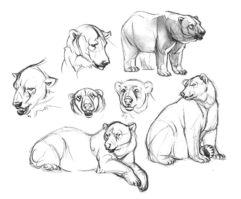 983x812 Polar Bear Sketches By Oxpecker