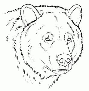 296x302 How To Draw Grizzly Bears
