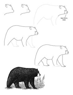 236x305 How To Draw Animals Bears And Pandas, And Their Anatomy Art