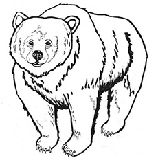 230x230 Top 10 Free Printable Brown Bear Coloring Pages Online