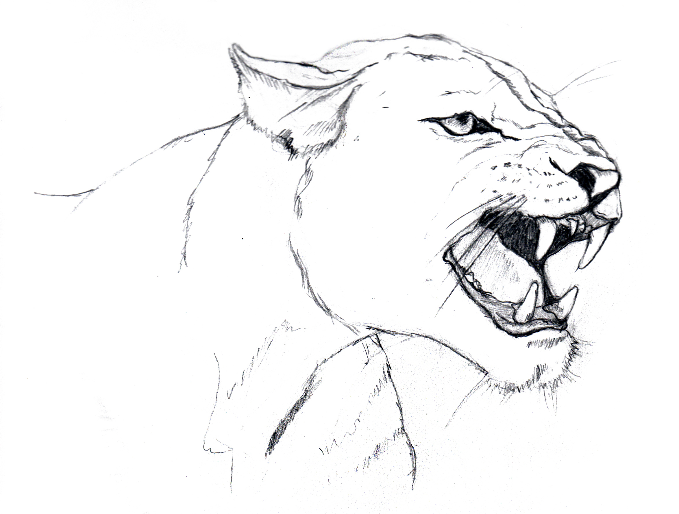2349x1779 Learn How To Draw Sarabi From The Lion King The Lion King Step By