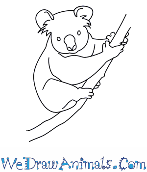 300x350 Drawn Koala Simple