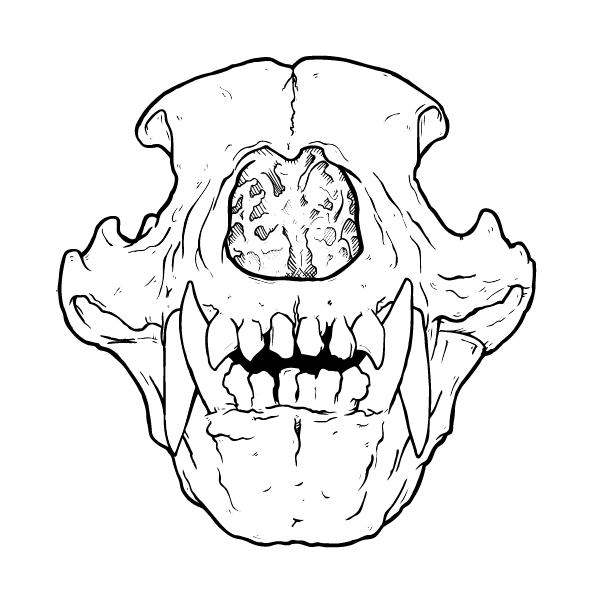 Bear Skull Drawing at GetDrawings | Free download