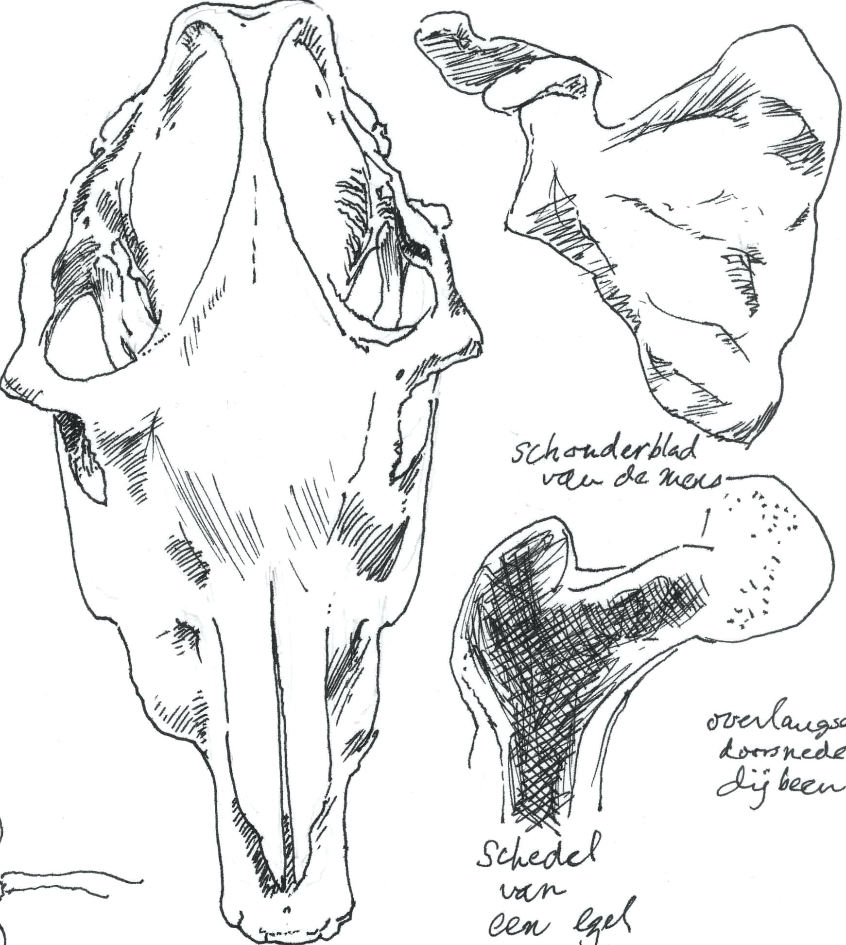 1741x1945 Diagram Bear Skull Diagram Sketch Anatomical Lesson. Bear Skull