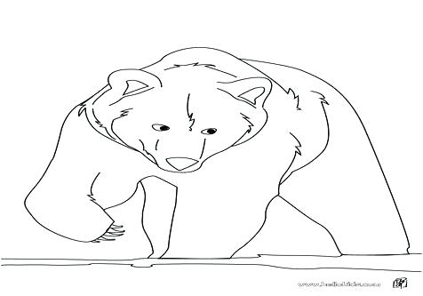 476x333 Black Bear Coloring Page Black Bear Coloring Pages Coloring Trend