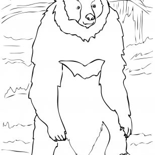 308x308 Pictures Of Gorillas Coloring Pages American Black Bears Design
