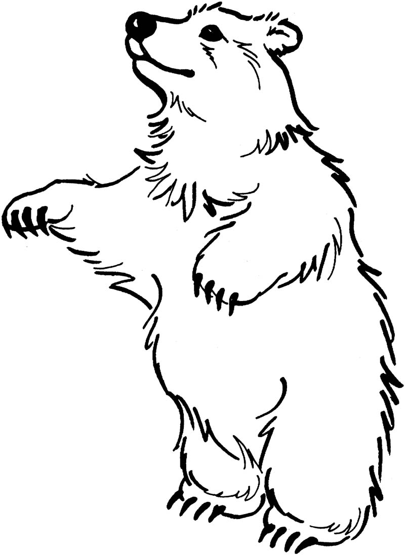 800x1097 The Bear Stand Up Coloring Page Stitch It Bears