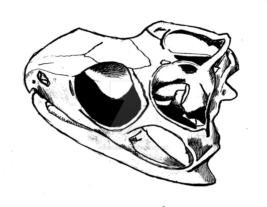 900x699 Bearded Dragon Skull By Nuudleart