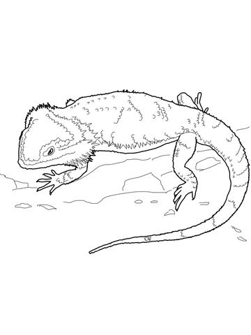 360x480 Bearded Dragon Coloring Page Free Printable Coloring Pages