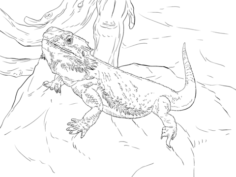 480x360 Central Bearded Dragon Coloring Page Free Printable Coloring