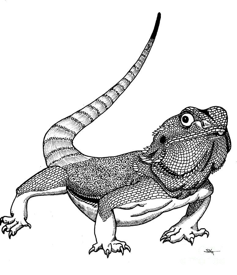 Bearded Dragon Drawing at GetDrawings | Free download