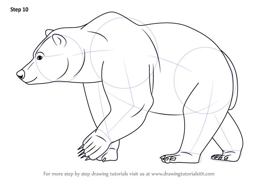 842x598 Learn How To Draw A Brown Bear (Wild Animals) Step By Step