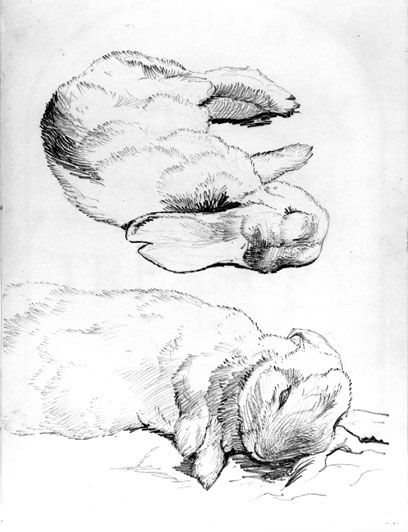 408x532 Beatrix Potter Art Amp Illustrations Drawings