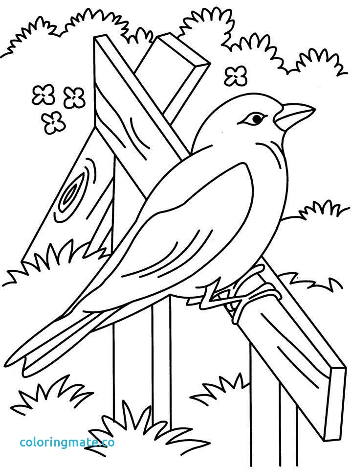720x960 Beautiful Coloring Pages Best Beautiful Bird Coloring Page