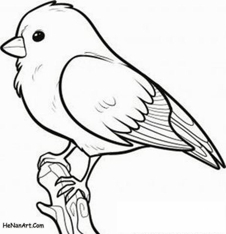 771x800 Bird Drawings