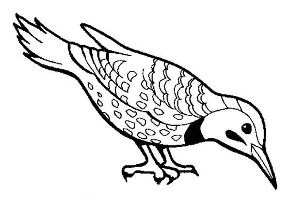 600x419 Beautiful Bird Find Seed To Eat Coloring Page Color Luna