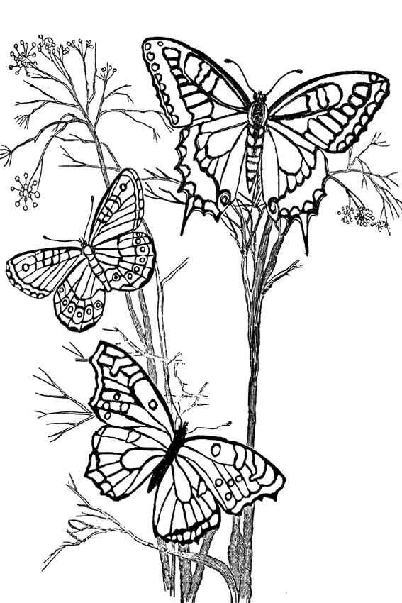 567x850 List Of Beautiful Caterpillar And Butterfly Coloring Pages