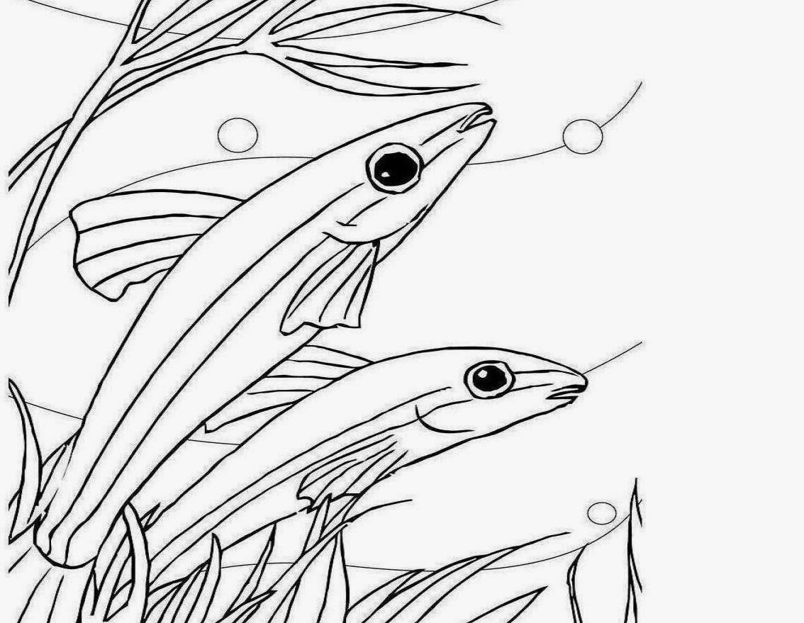1134x879 Colour Drawing Free Wallpaper Beautiful Fishes Coloring Drawing