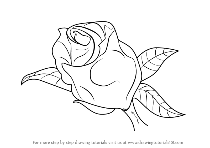 800x567 Learn How To Draw A Beautiful Rose (Rose) Step By Step Drawing