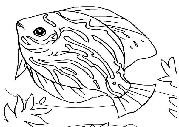 600x426 Sea Animals, Beautiful Saltwater Fish Sea Animals Coloring Page