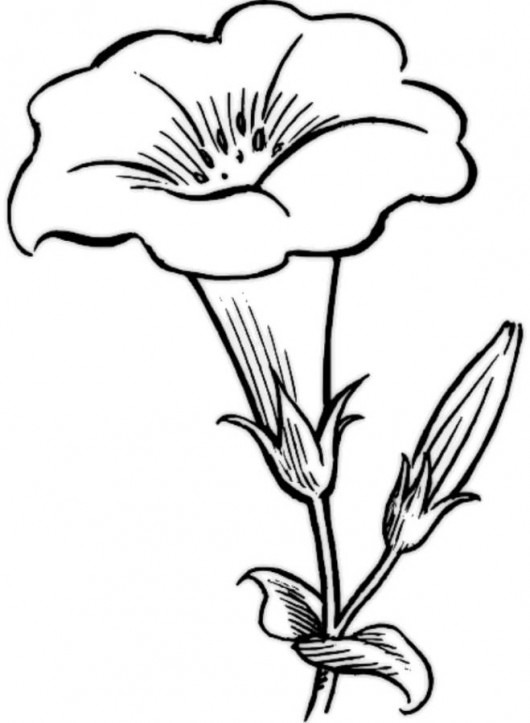 530x723 Drawn Tulip Different Flower