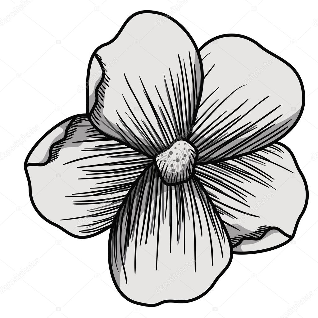 1024x1024 Beautiful Flower Drawing Isolated Stock Vector Grgroupstock