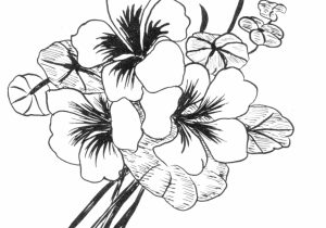 300x210 Drawings Of Beautiful Flowers