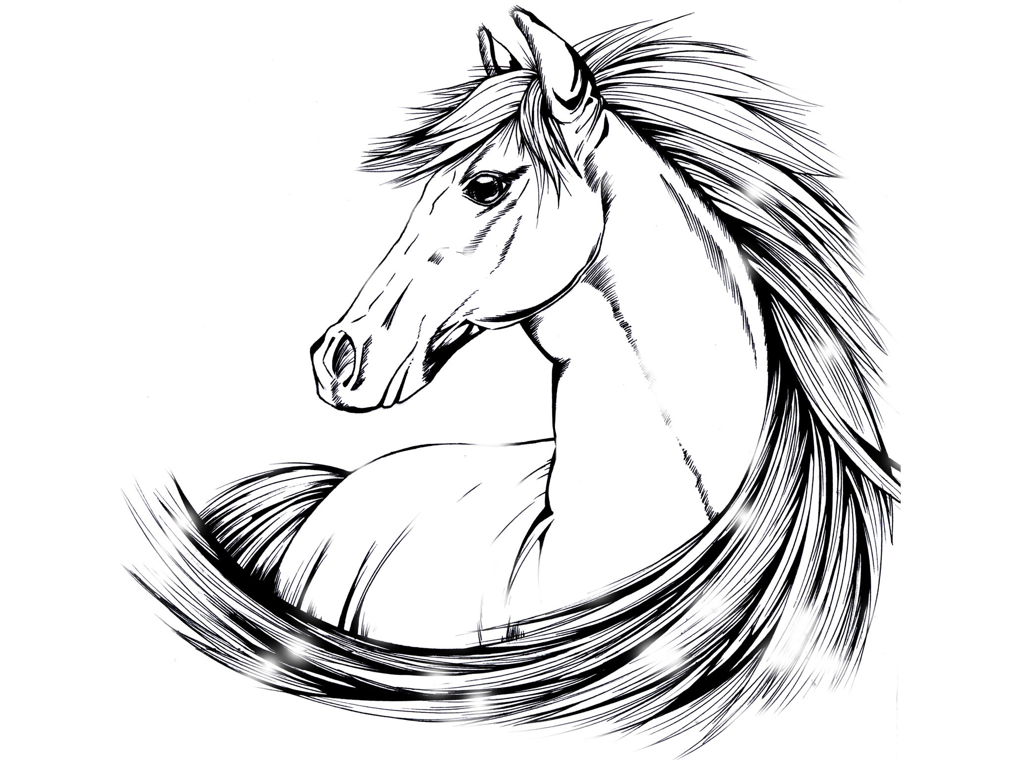 2048x1536 Indian Horse Wallpaper Images)