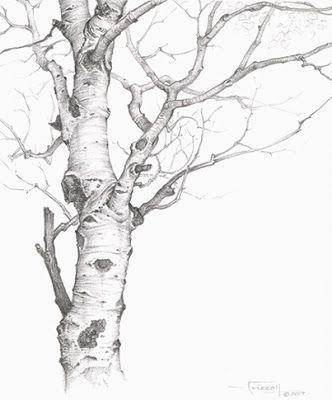 332x400 Tree Drawing
