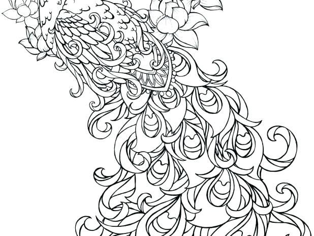 618x464 Peacock Coloring Coloring Peacock Media