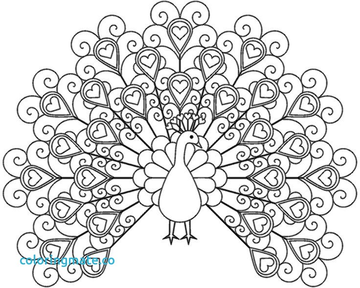 736x588 Peacock Coloring Page Beautiful Beautiful Peacock Coloring Pages