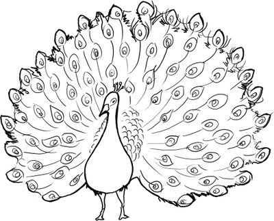 400x323 Ultimate Coloring Pages Of Peacocks Beautiful Peacock Page 51