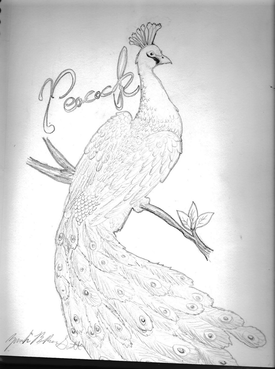 900x1209 Peacock By Pandasrampage