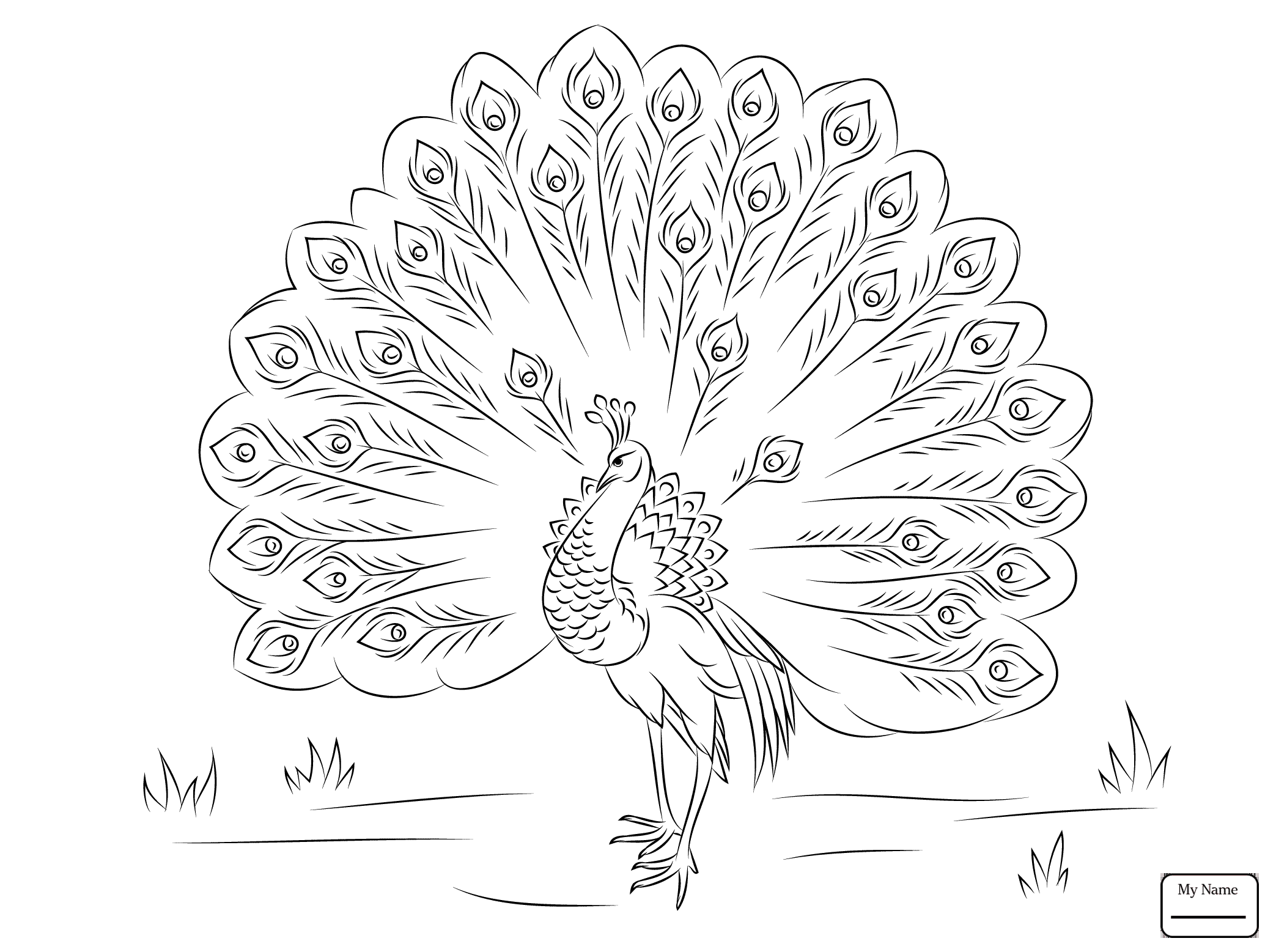 2087x1557 Beautiful Peacock Birds Peacocks Coloring Pages For Kids
