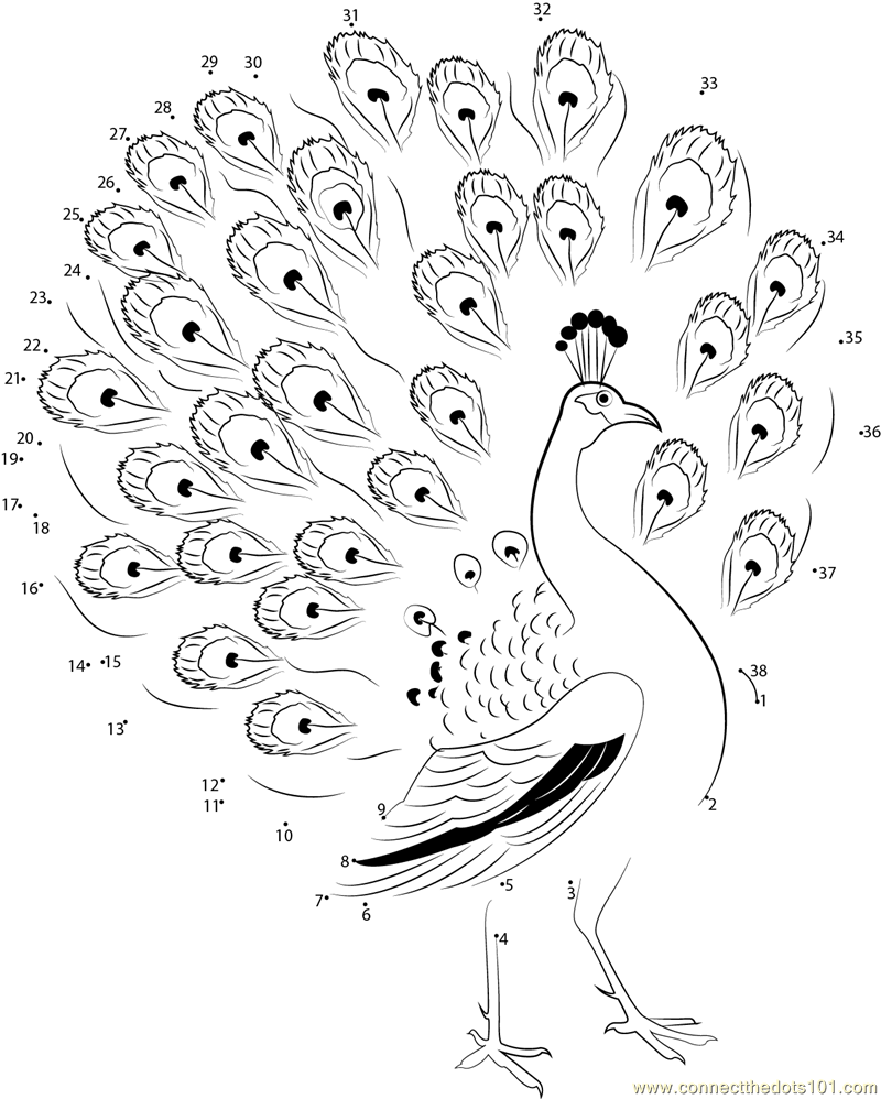 800x998 Beautiful Peacock Dot To Dot Printable Worksheet