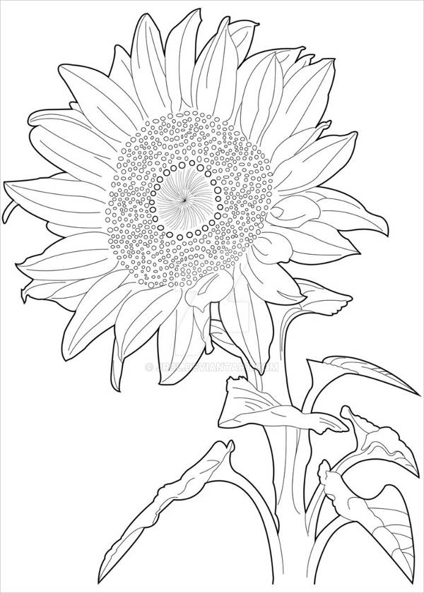 600x840 Sunflower Drawings