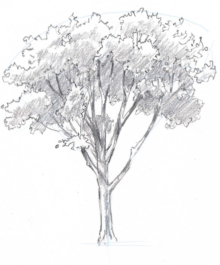 735x885 79 Best Plant Drawings Images On Drawing Trees