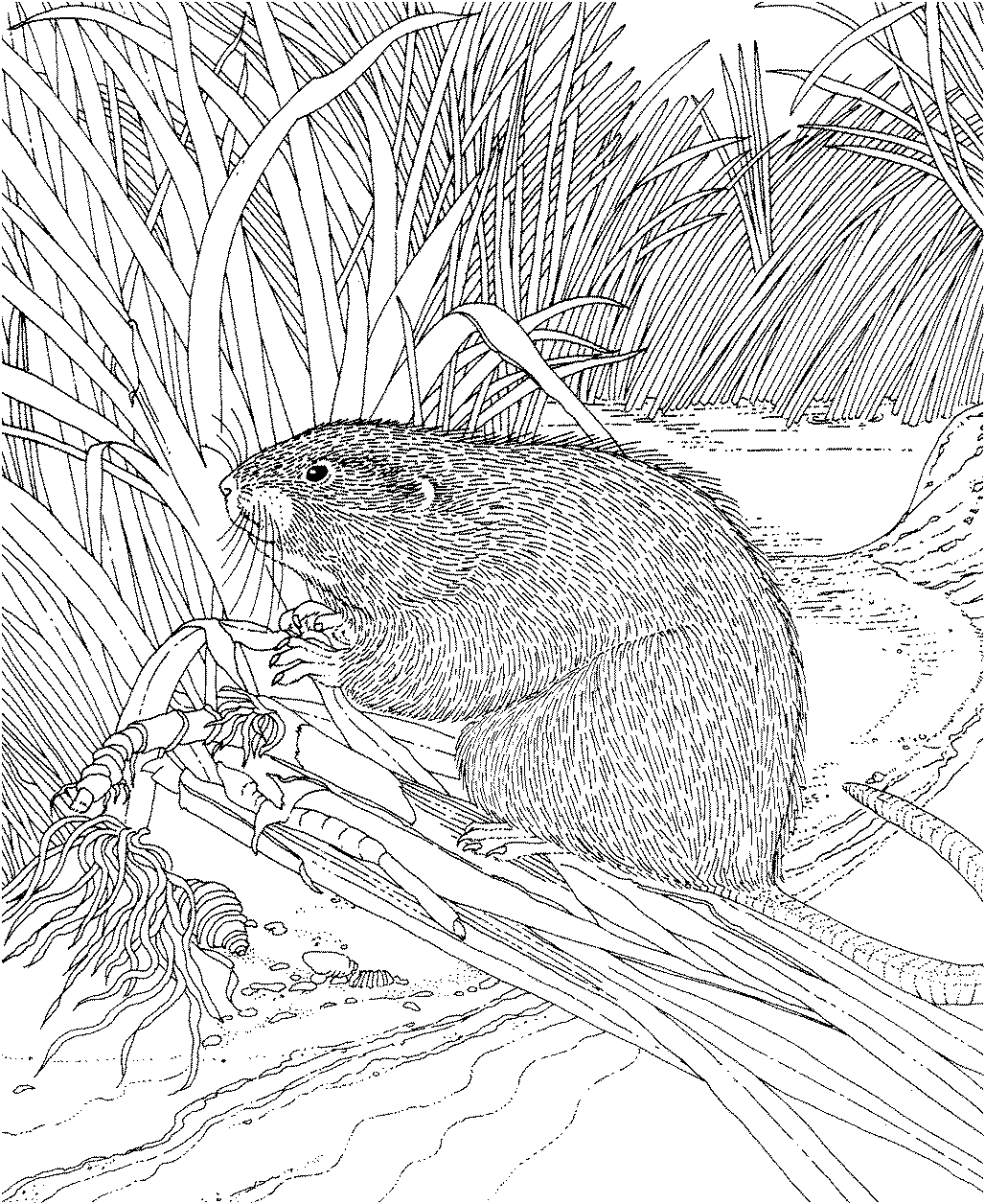 1028x1256 Free Beaver Coloring Pages
