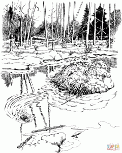 240x300 Beaver Dam Voyageurs National Park For Coloring Pages