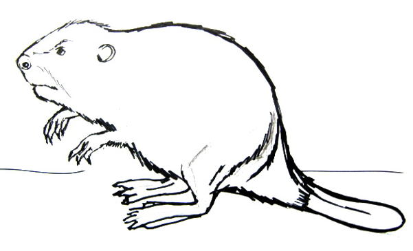 601x365 How To Draw A Beaver