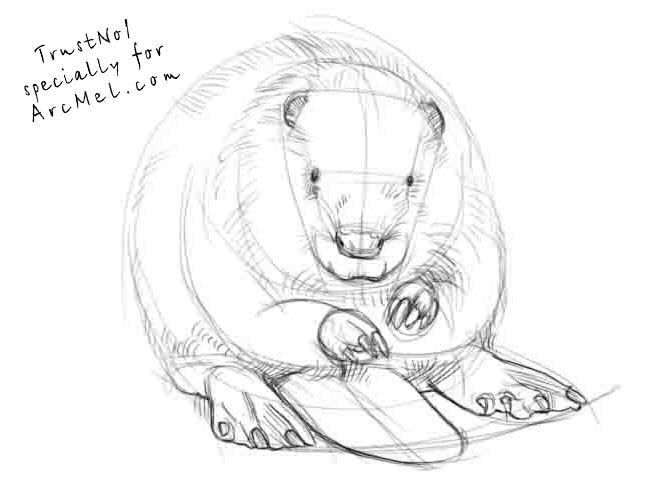 667x500 How To Draw A Beaver Step By Step