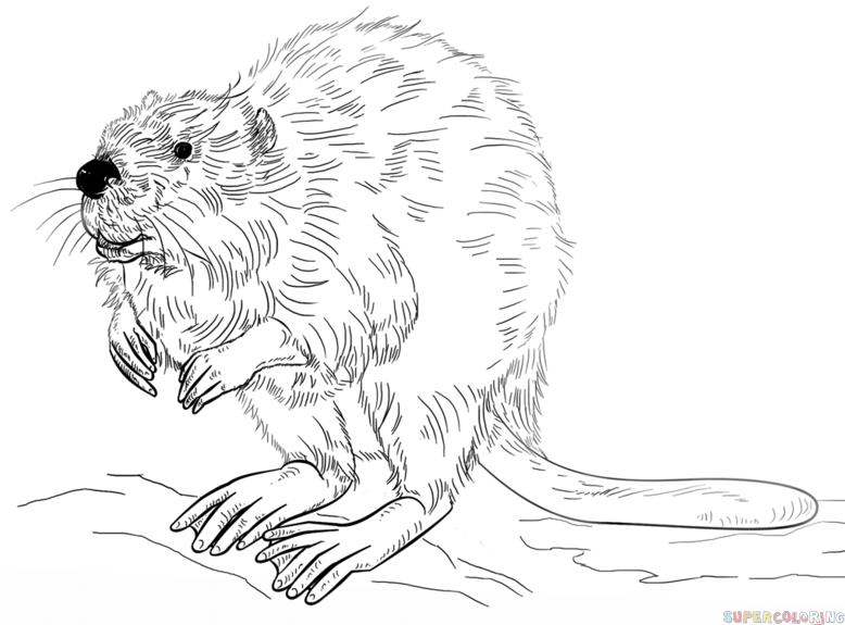 778x575 How To Draw A Beaver Step By Step. Drawing Tutorials For Kids