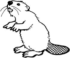 236x194 Beaver Drawing