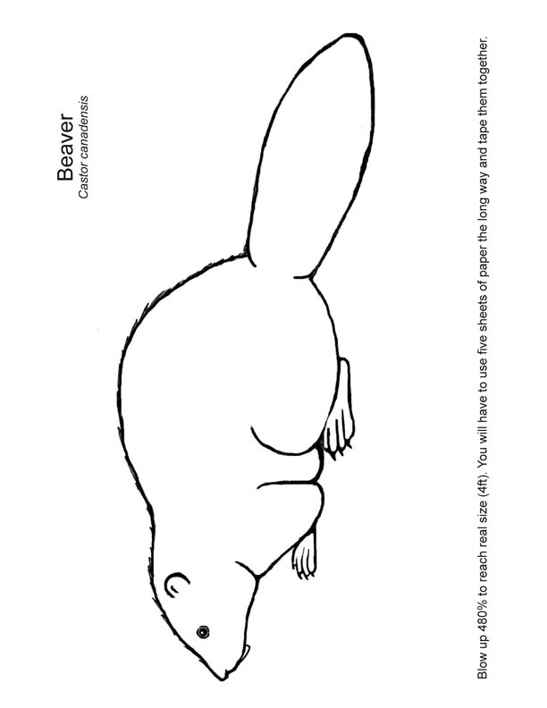 612x792 Beaver Mural.jpg
