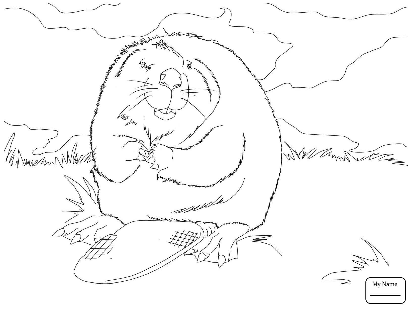 1632x1224 Beavers Mammals Beaver Dam In Voyageurs National Park Coloring